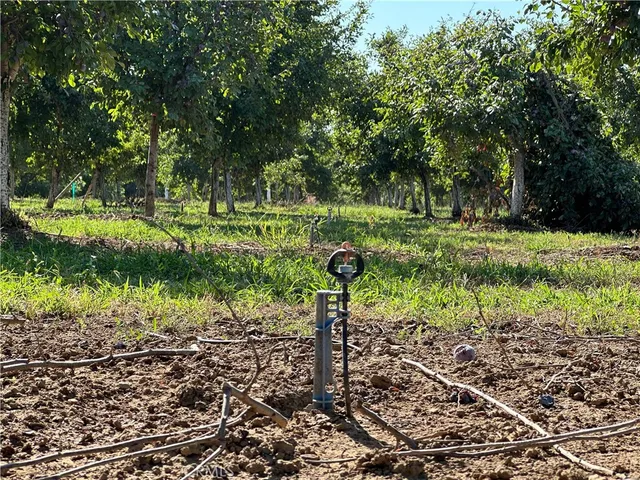 a view of a park with a tree