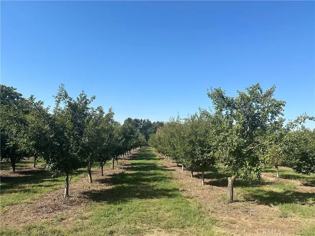 a view of a park with large trees
