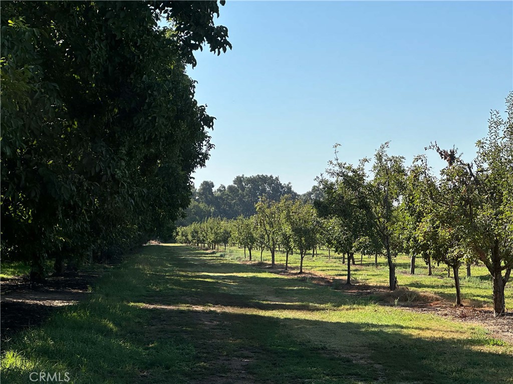 24365 Oklahoma Avenue Red Bluff, CA 96080 - Photo 3 of 20 a view of a park with large trees