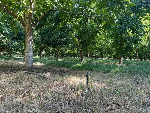 a view of a park with large trees