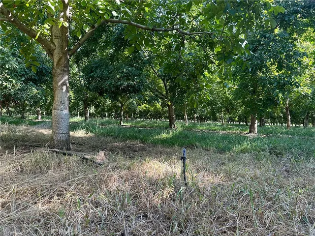 a view of a park with large trees