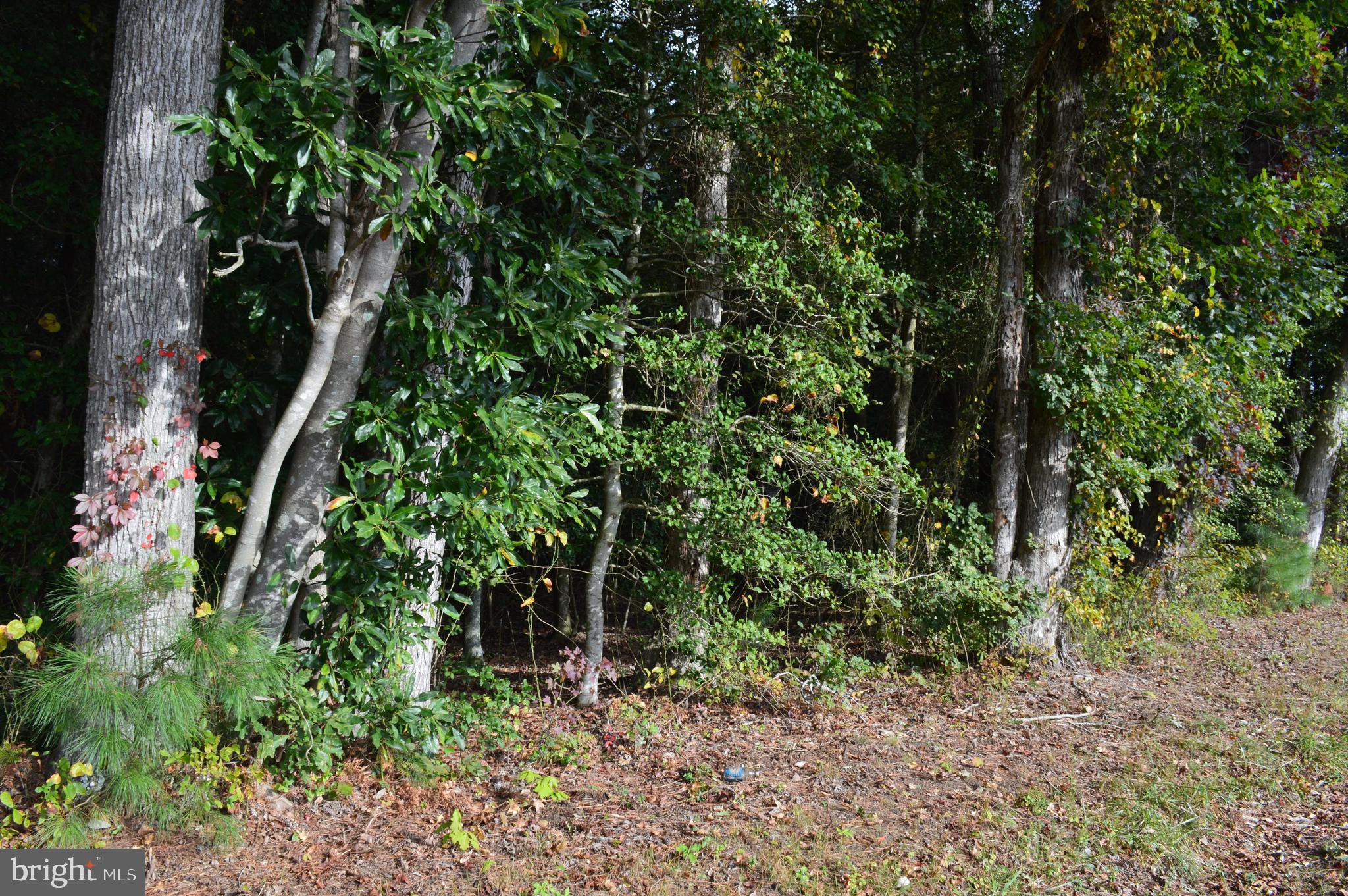 0 Yacht Club Road Eden, MD 21822 - Photo 6 of 13