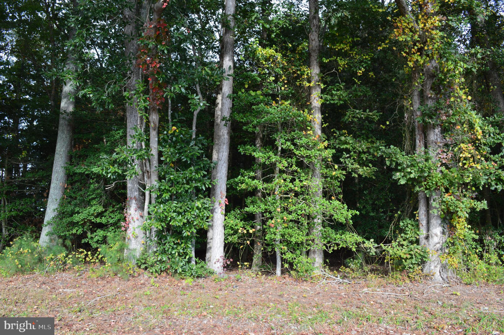 0 Yacht Club Road Eden, MD 21822 - Photo 7 of 13