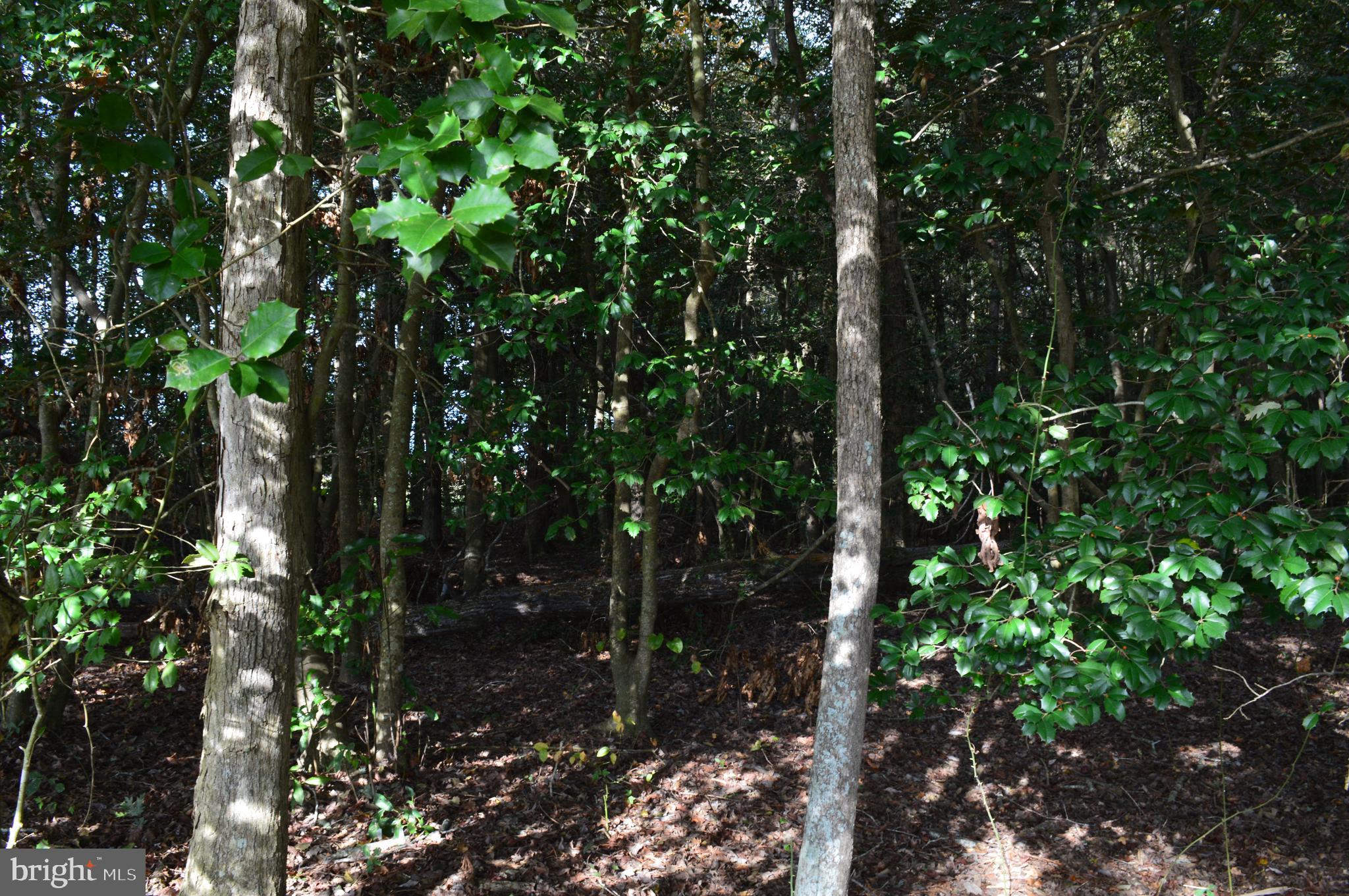 0 Yacht Club Road Eden, MD 21822 - Photo 10 of 13