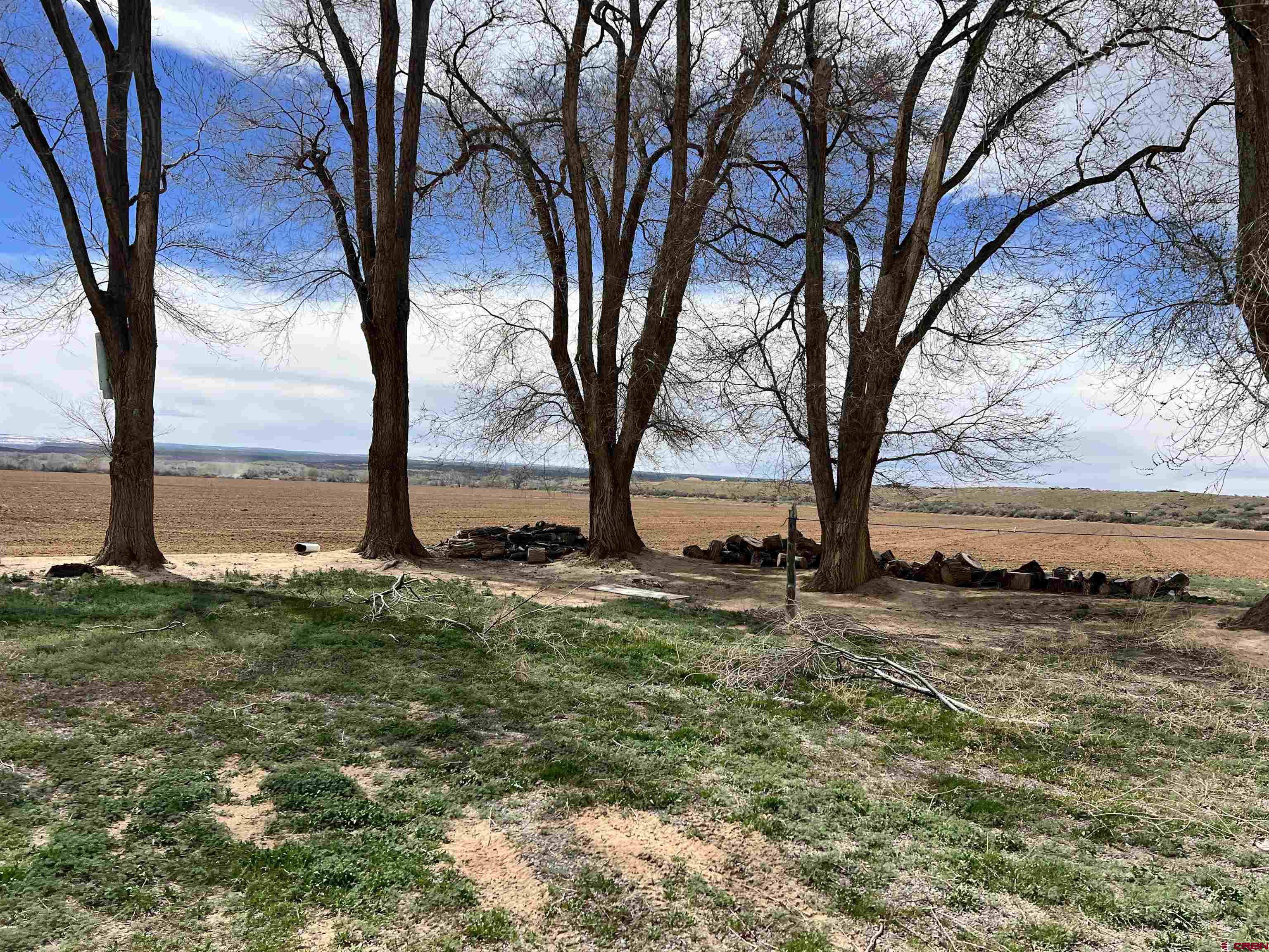 8139 5600th Road Olathe, CO 81425 - Photo 22 of 30 a view of a large trees with a big yard