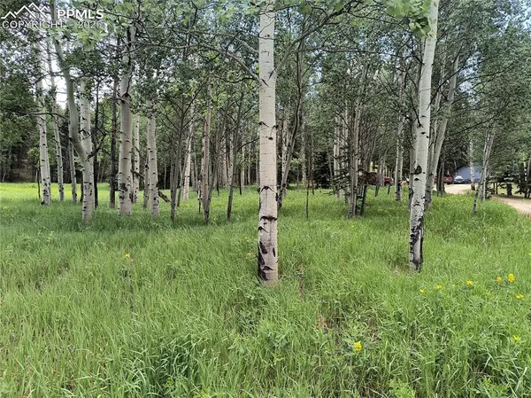 a view of a tree in a yard
