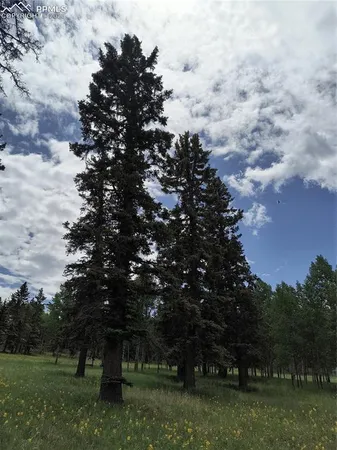 a view of dirt yard with a tree