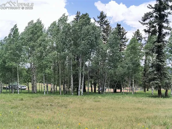 a view of a trees in a park