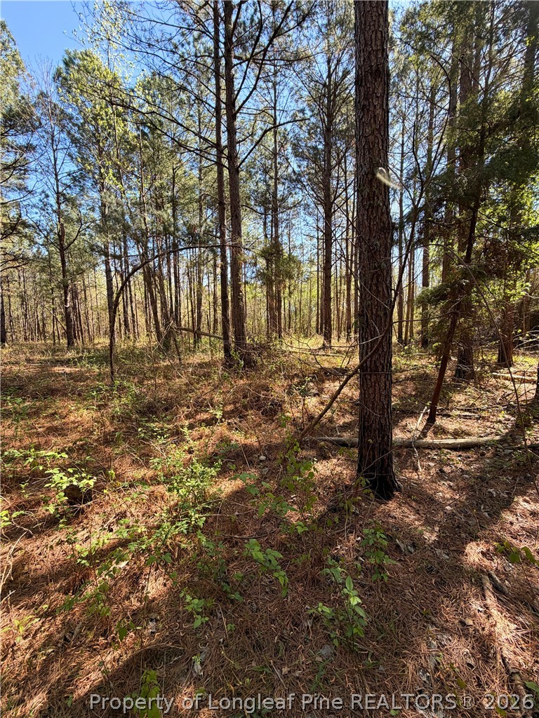 Clark Road Maxton, NC 28364 - Photo 14 of 17 a big yard with lots of tall trees