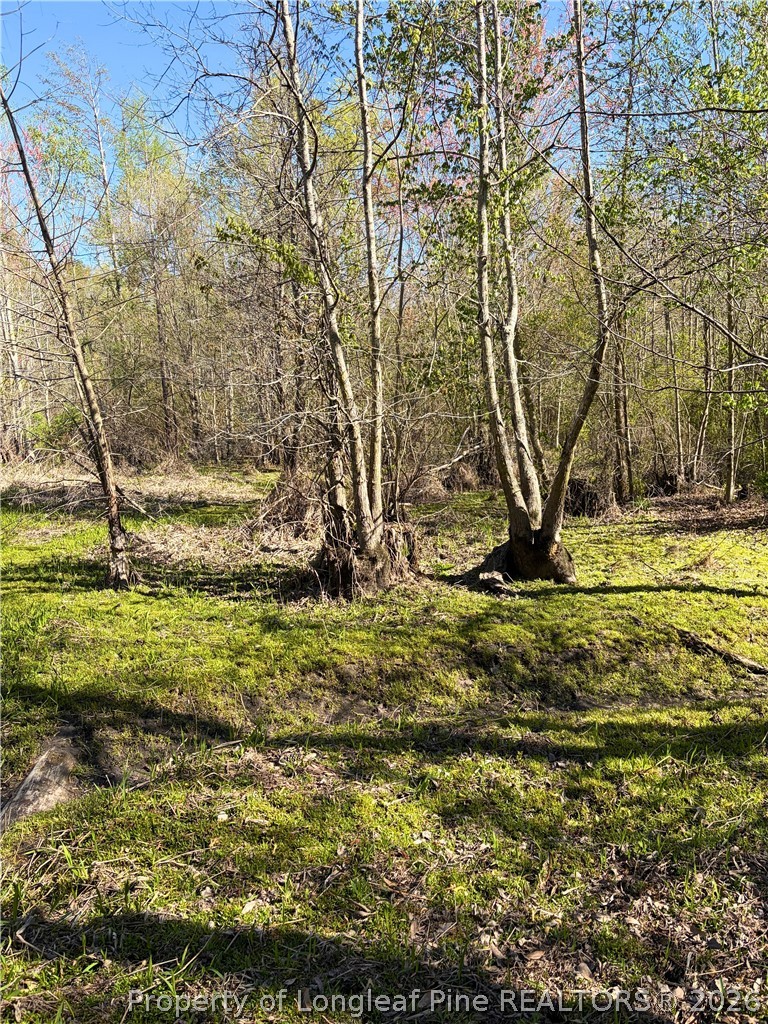 Clark Road Maxton, NC 28364 - Photo 10 of 17 a view of yard with tree
