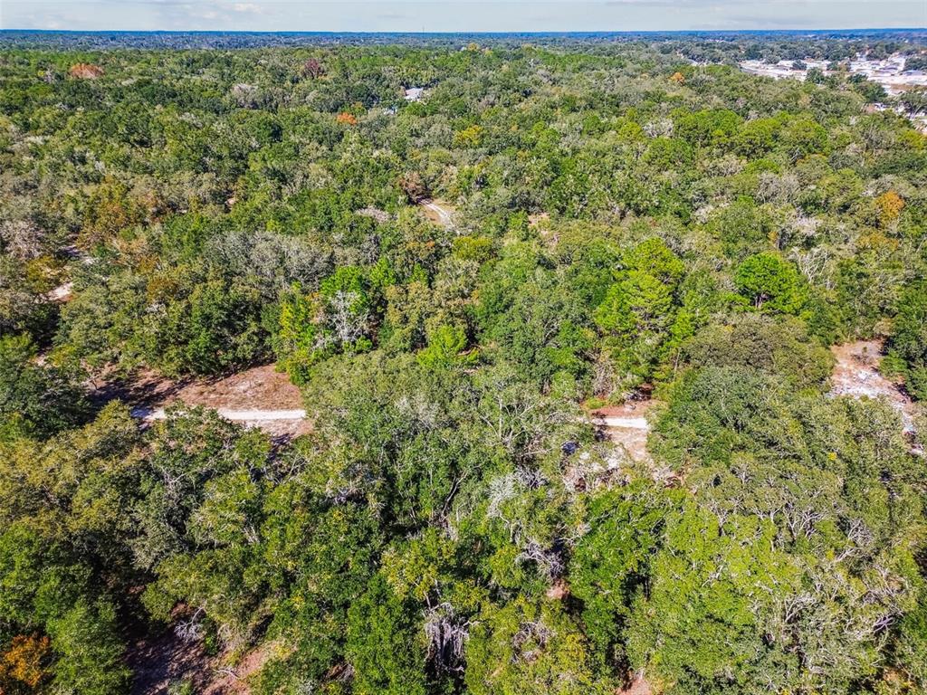 2903 Tyler Street Inverness, FL 34453 - Photo 11 of 11 a view of a forest with a street