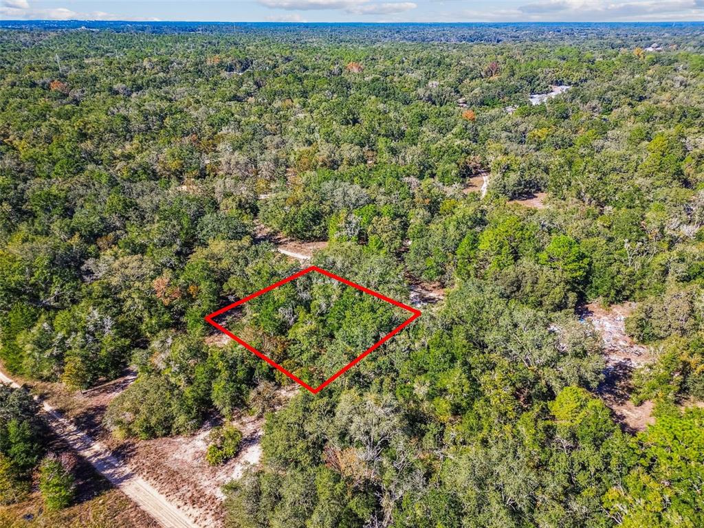 2903 Tyler Street Inverness, FL 34453 - Photo 2 of 11 a view of a lush green forest with large trees