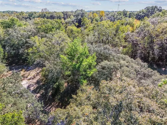 a view of a forest with a forest