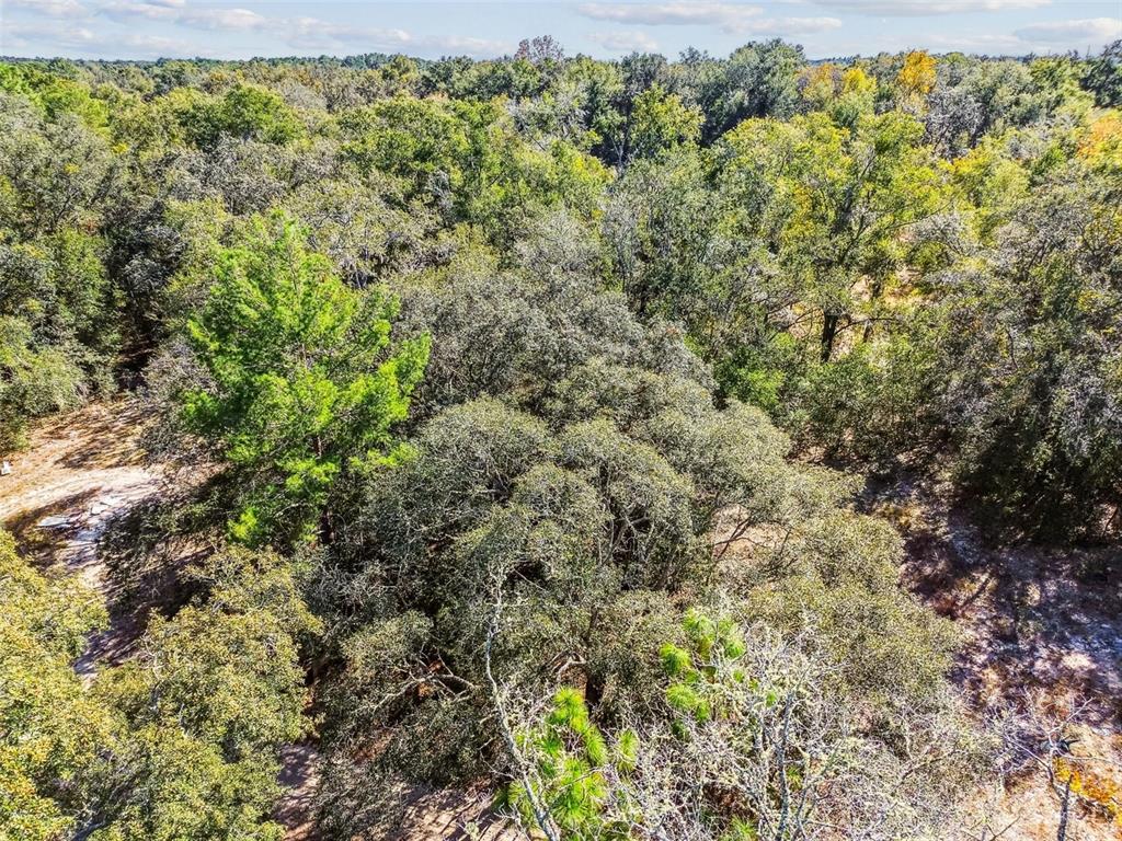 2903 Tyler Street Inverness, FL 34453 - Photo 7 of 11 a view of a forest with an outdoor space