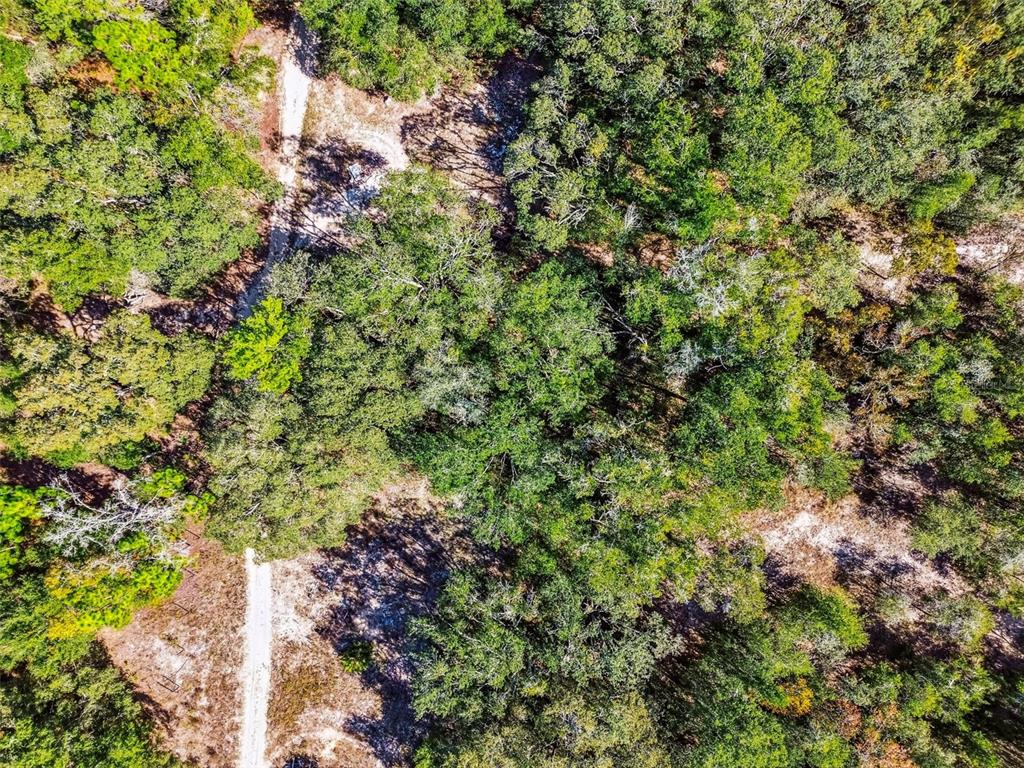 2903 Tyler Street Inverness, FL 34453 - Photo 8 of 11 a view of a forest with a tree