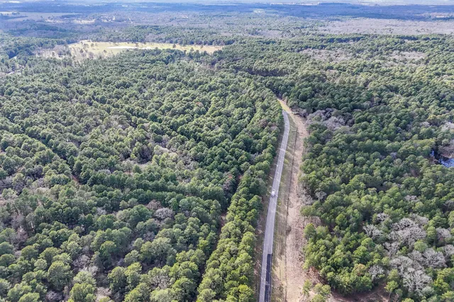 a view of a large yard with plants and large trees