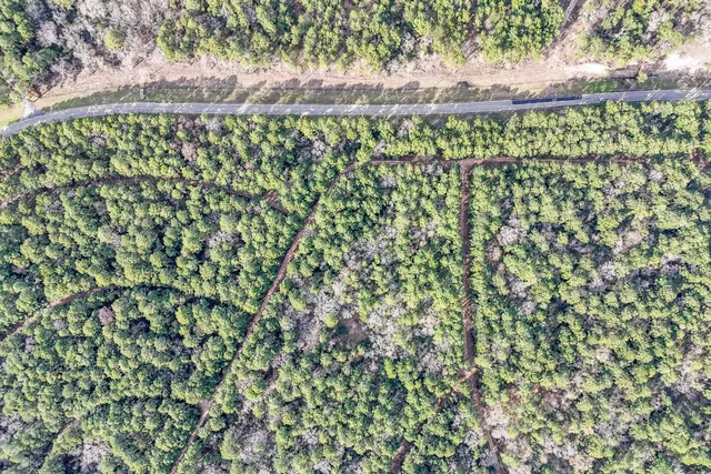 a view of a yard with a plant