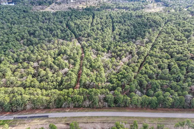 a view of a forest that has a tree