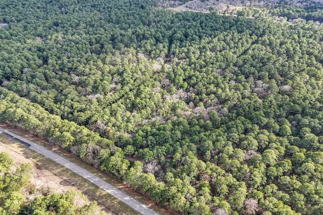 a view of a yard with a plant