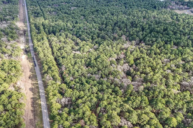 a view of a lush green forest with large trees