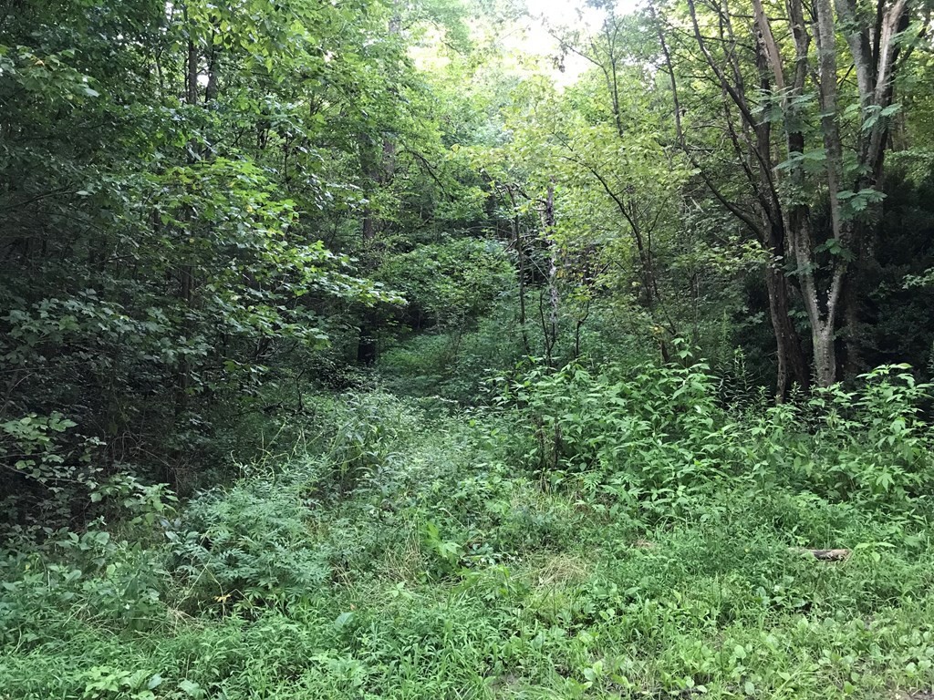 0 Fairview Road Reliance, TN 37369 - Photo 13 of 16 Gallery Image 13