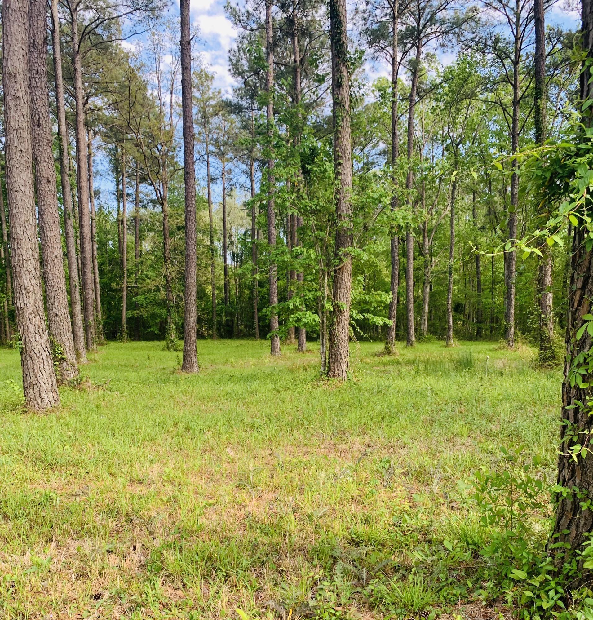 127 Corolla Loop Road Arapahoe, NC 28510 - Photo 6 of 7 127 Corrolla 2