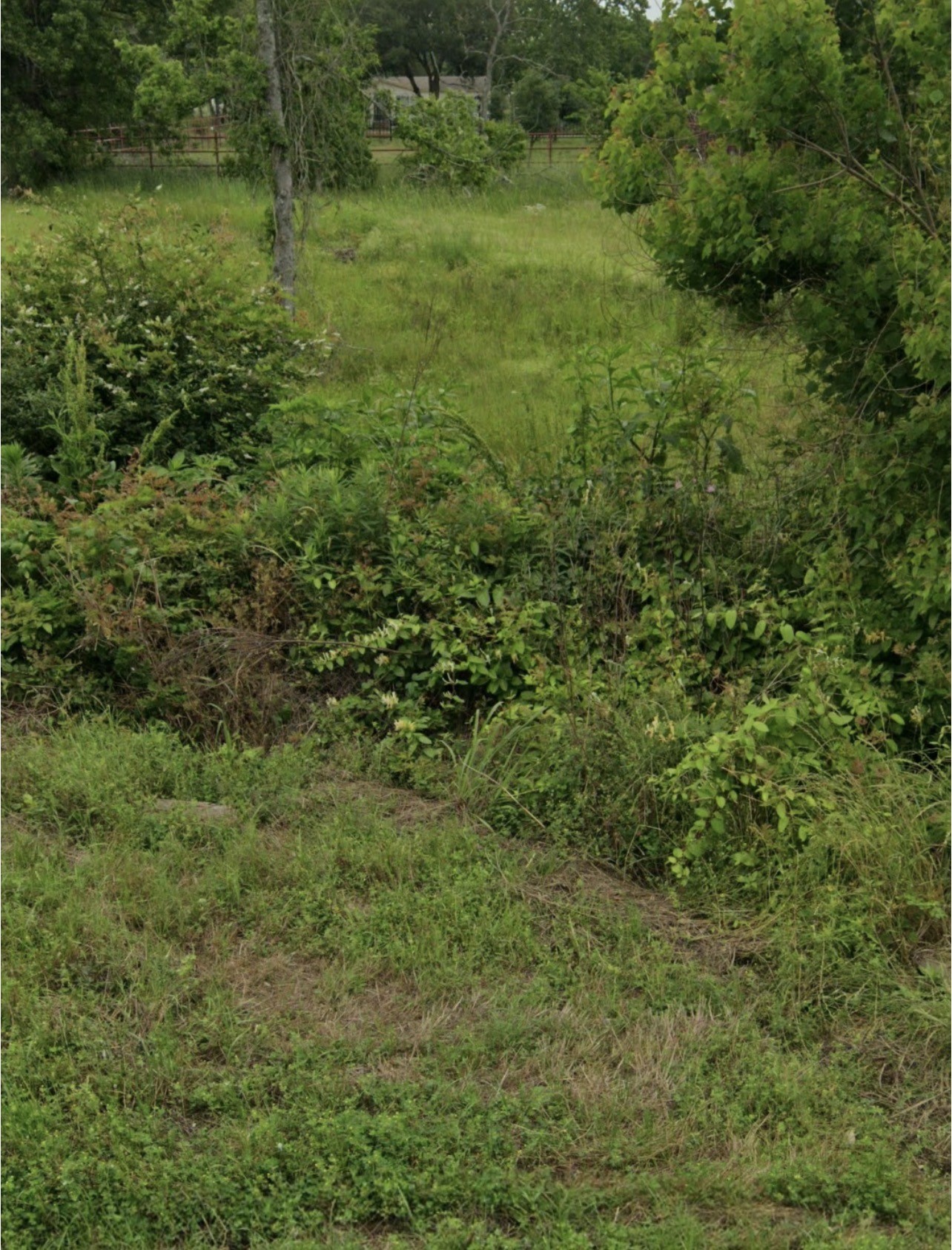 608 Sharon Street Prairie View, TX 77484 - Photo 4 of 4 a view of a lush green forest
