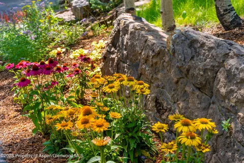 a view of flowers in bunch
