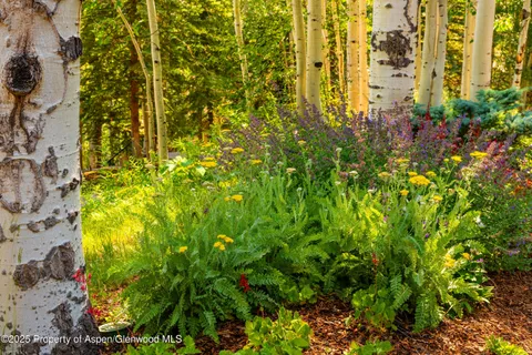 a picture of flowers