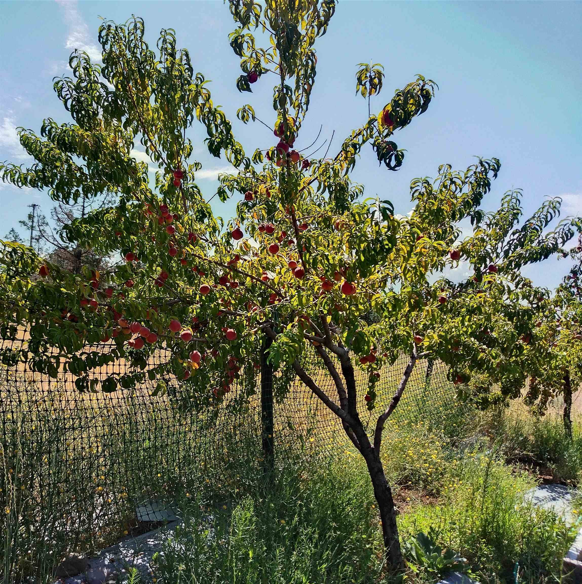 10830 Hart Road Montague, CA 96064 - Photo 14 of 36 Gallery Image 14