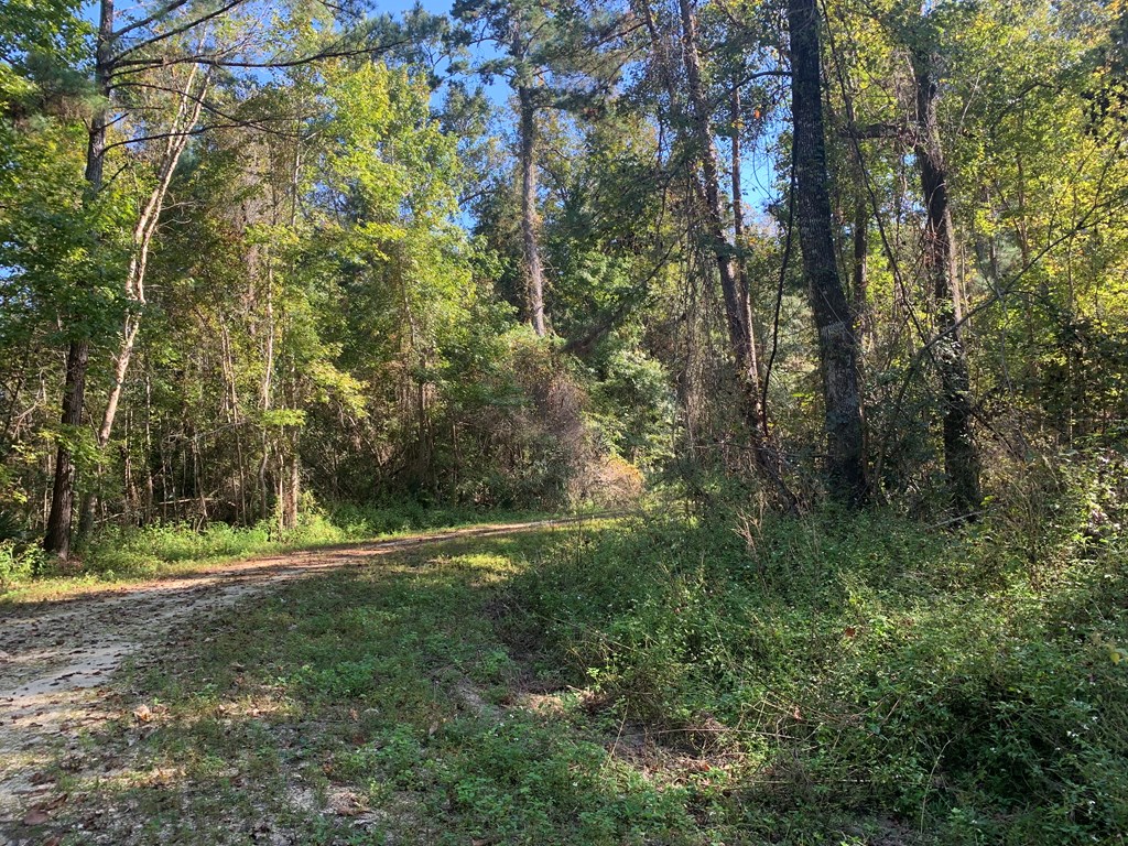 Lot 8 Riverside Circle Wewahitchka, FL 32465 - Photo 4 of 23