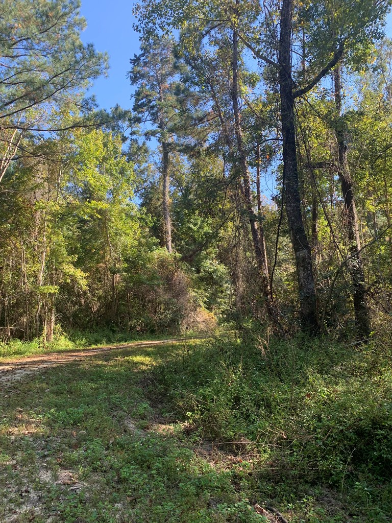 Lot 8 Riverside Circle Wewahitchka, FL 32465 - Photo 5 of 23