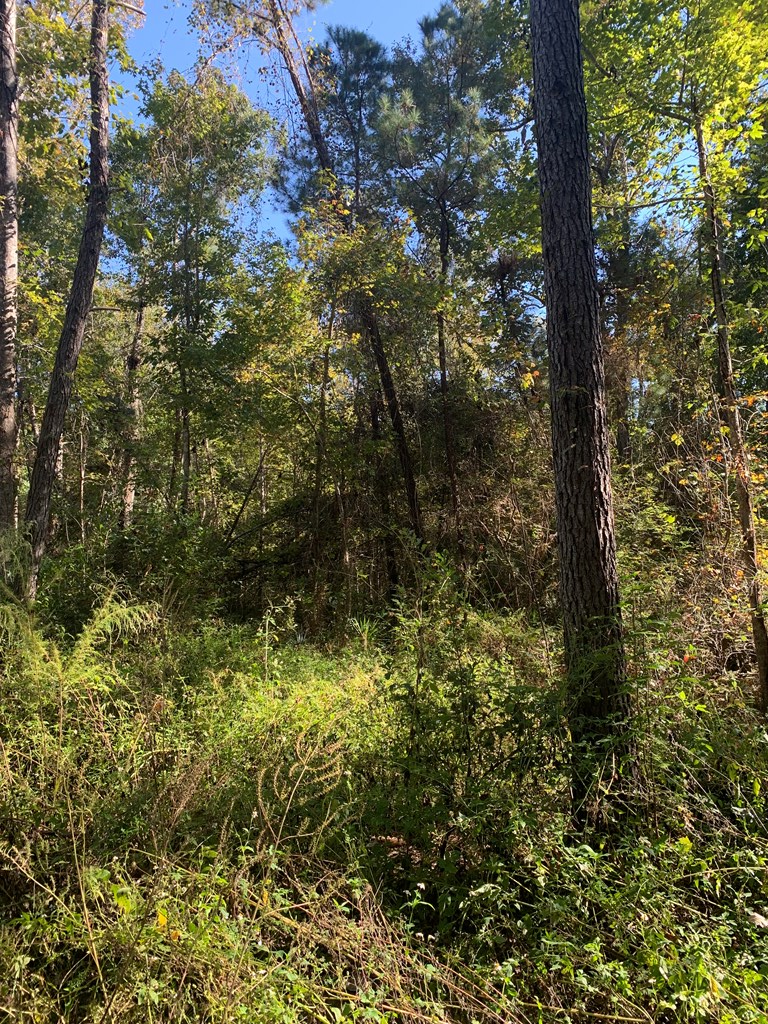 Lot 8 Riverside Circle Wewahitchka, FL 32465 - Photo 8 of 23