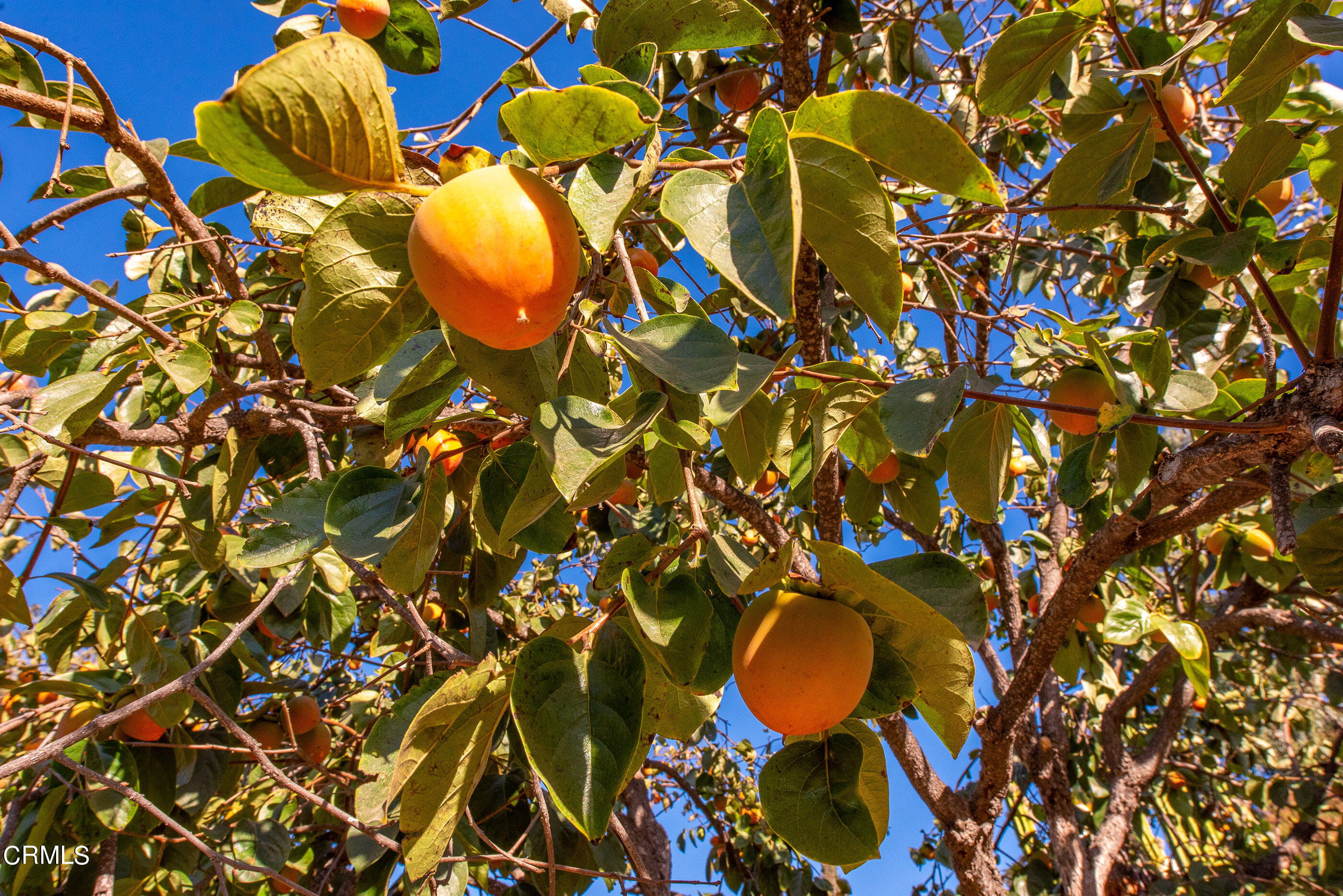1644 Hauser Circle Thousand Oaks, CA 91362 - Photo 41 of 53 1644 Hauser Cir Thousand Oaks-44
