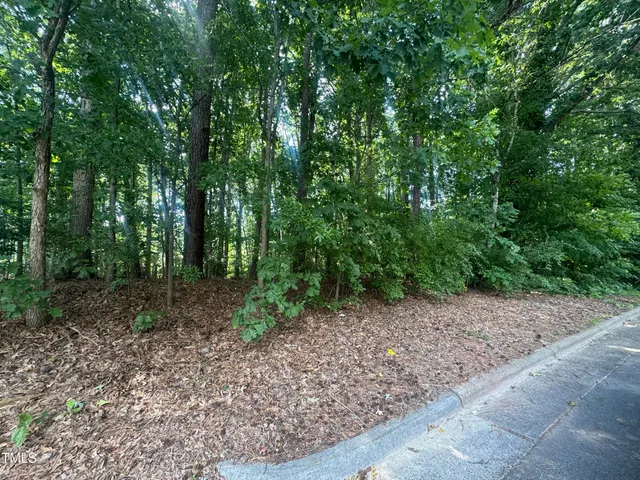a view of a forest with trees in the background