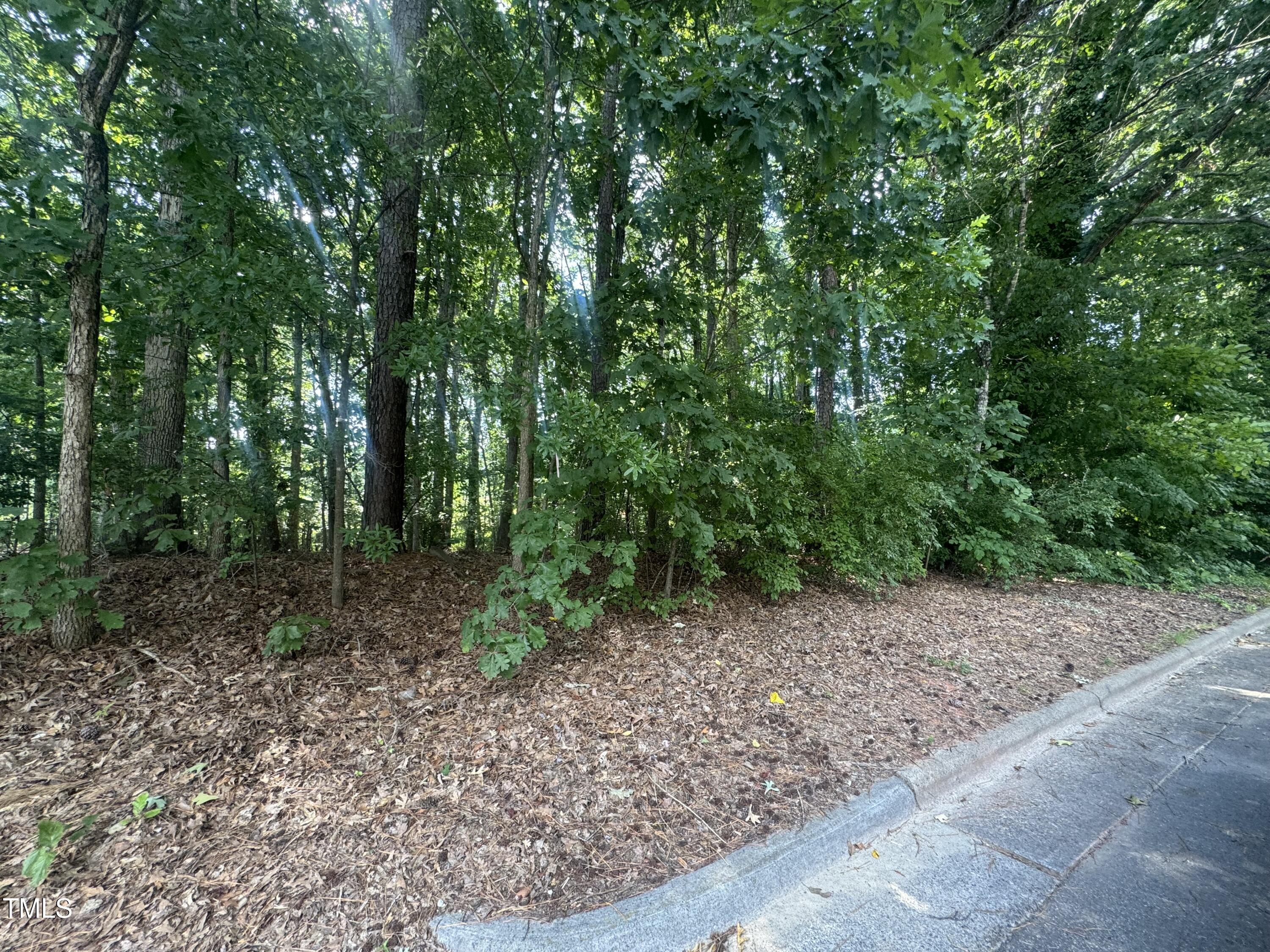 a view of a forest with trees in the background