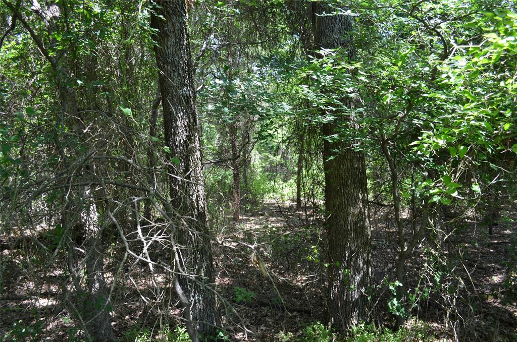 0 County Road 2854 Road Eustace, TX 75124 - Photo 14 of 20 with a tree