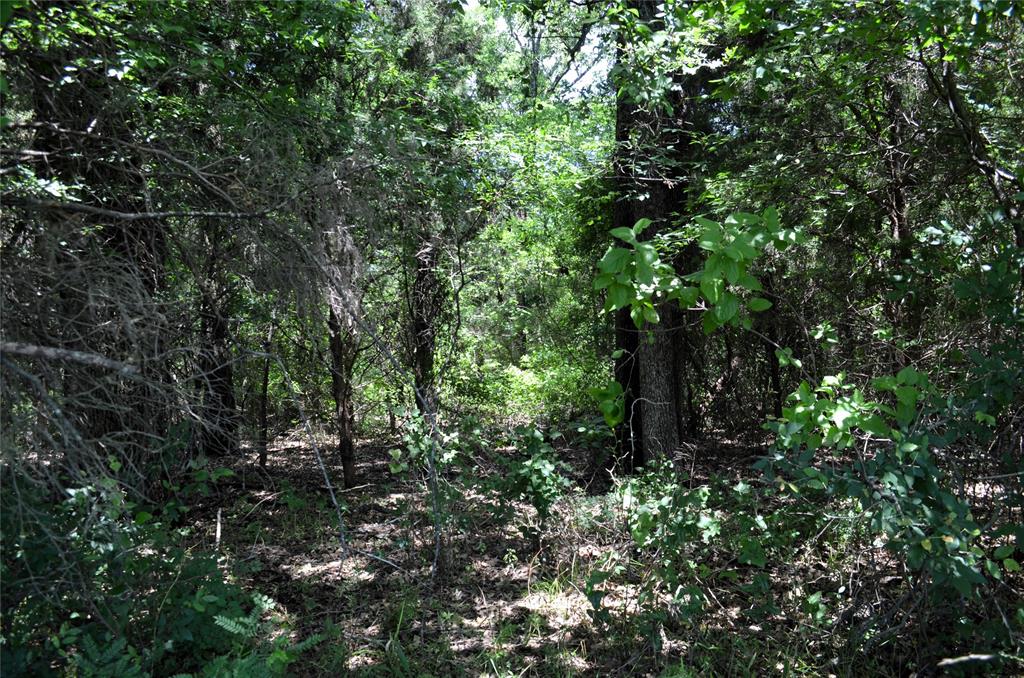 0 County Road 2854 Road Eustace, TX 75124 - Photo 17 of 20 a view of a tree