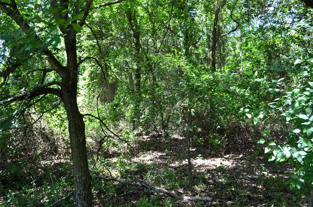 0 County Road 2854 Road Eustace, TX 75124 - Photo 4 of 20 a view of a tree