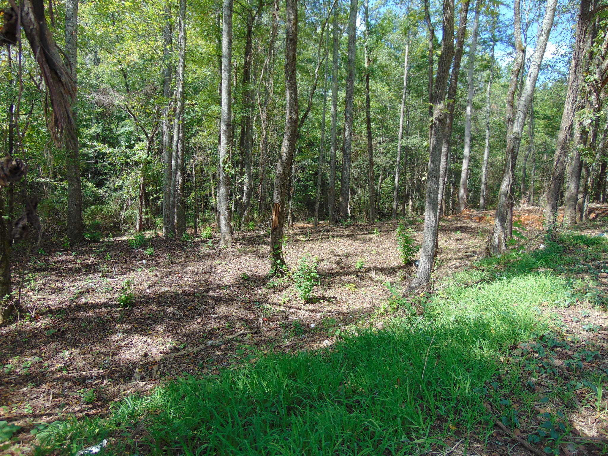 0 Alexander Springs Road Ethridge, TN 38456 - Photo 2 of 3