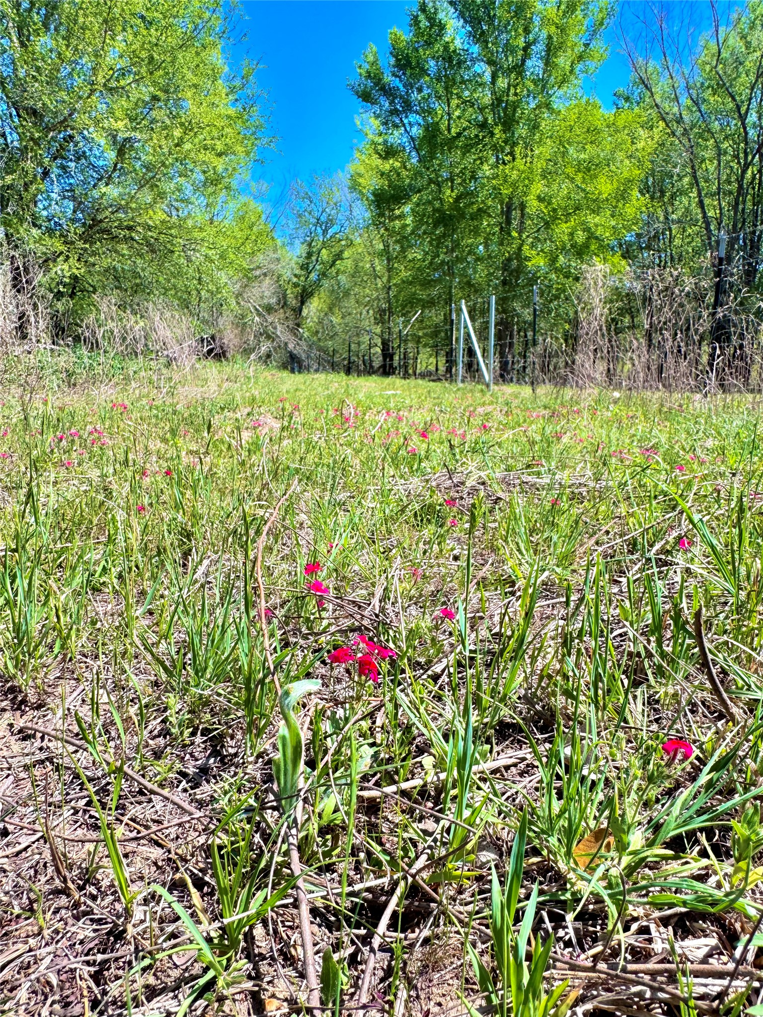 3775 Baker Road Kingsbury, TX 78638 - Photo 10 of 14 Expansive open land featuring natural grasses and scattered red wildflowers under a clear blue sky