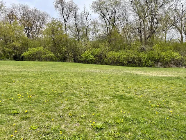 a view of yard with green space