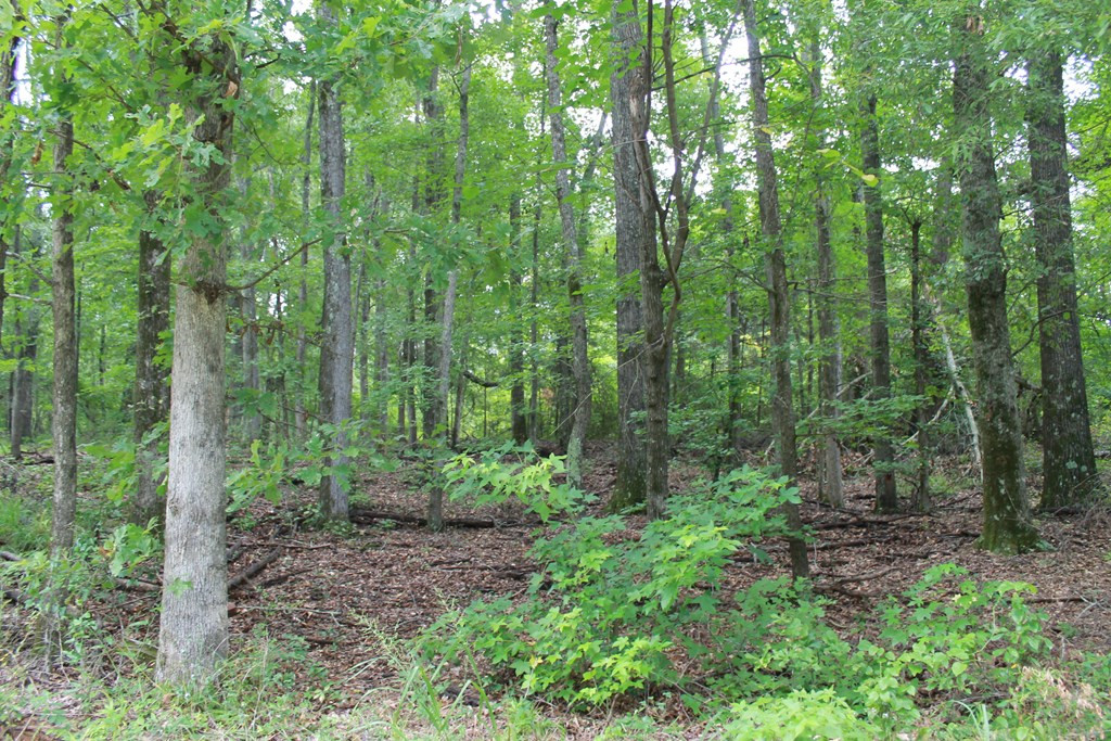 271 Swint Road Gibson, GA 30810 - Photo 8 of 27
