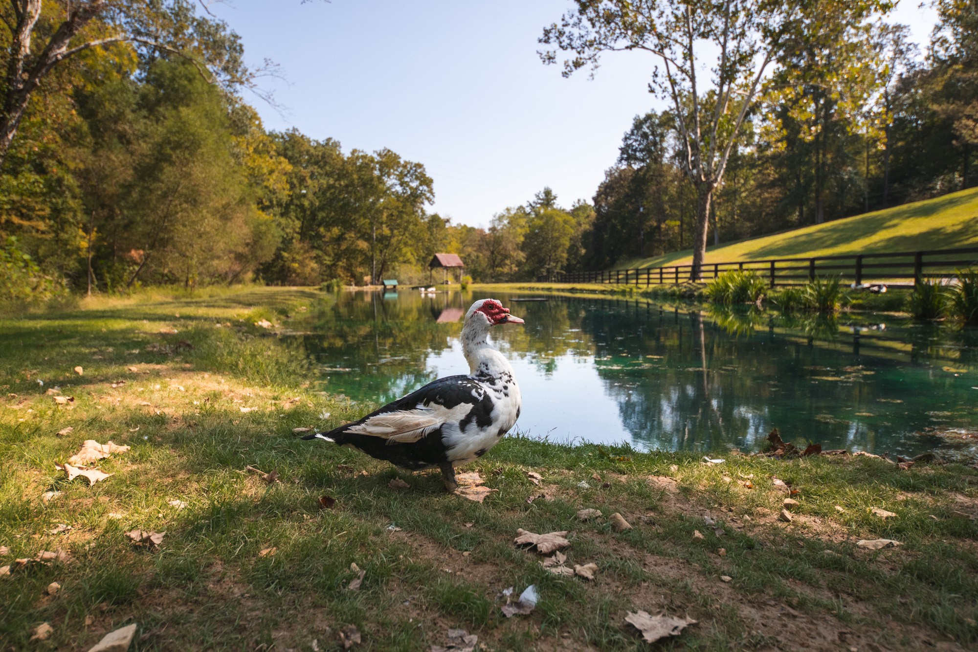 325 Hickman Springs Road Centerville, TN 37033 - Photo 23 of 70 Gallery Image 23