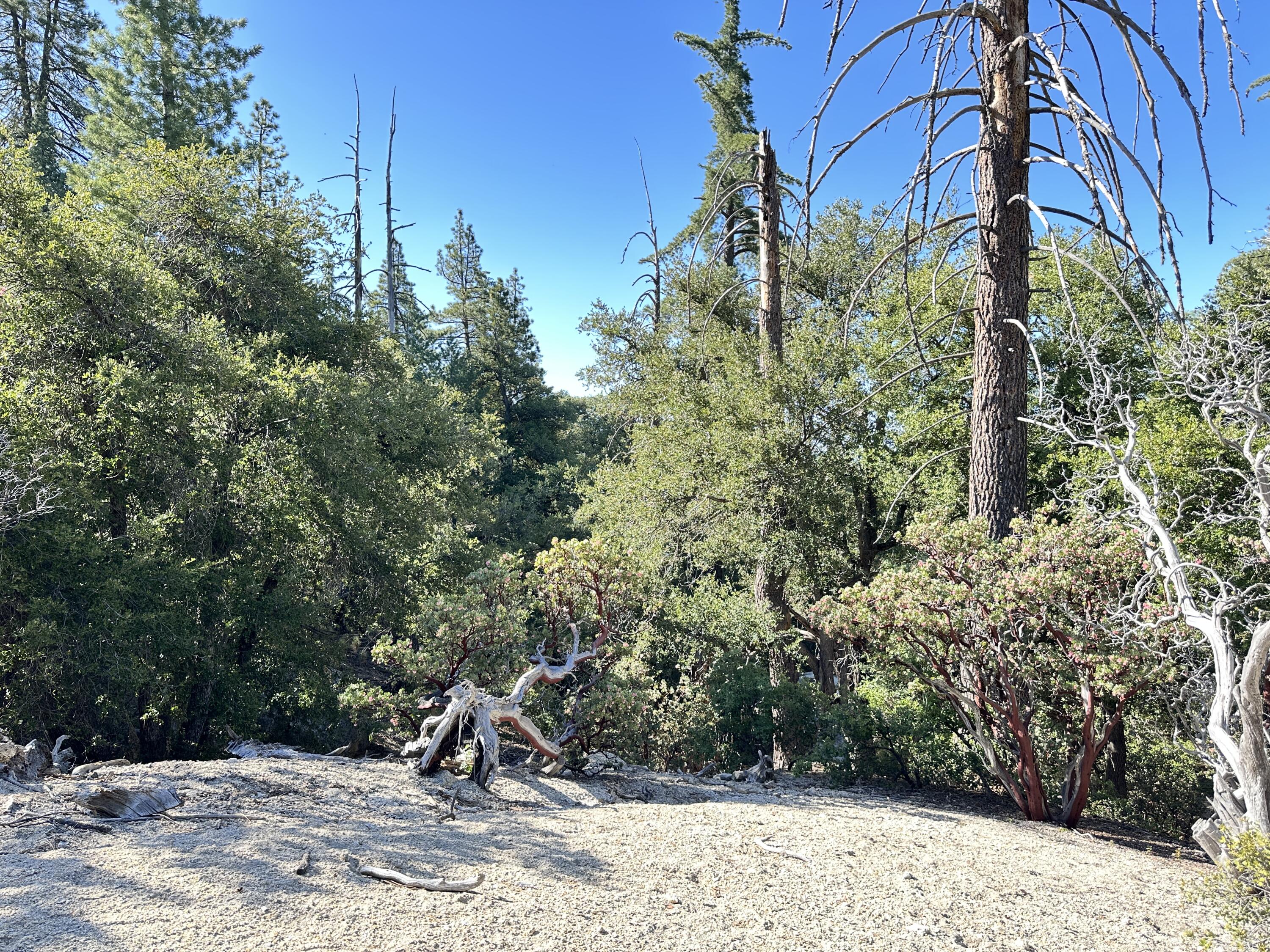 0 Mountain View Drive Idyllwild, CA 92549 - Photo 11 of 17 a ground view with tall trees