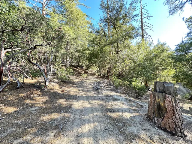 a view of a yard with plants and trees