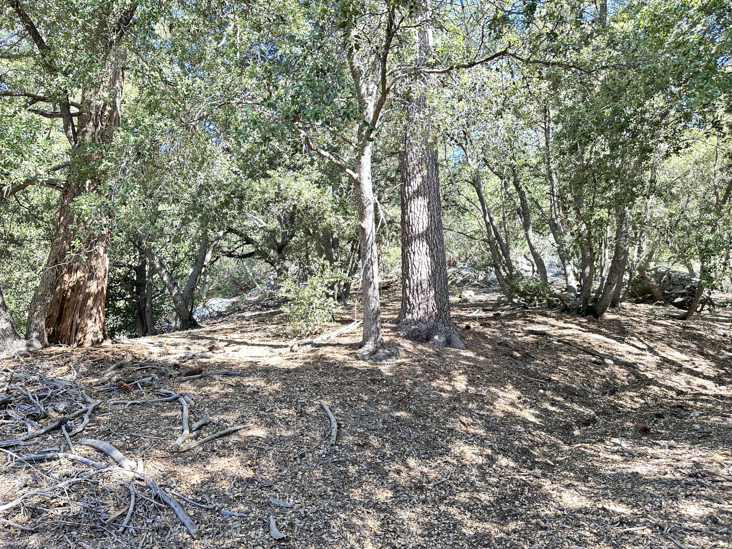 0 Mountain View Drive Idyllwild, CA 92549 - Photo 17 of 17 a view of a forest with trees