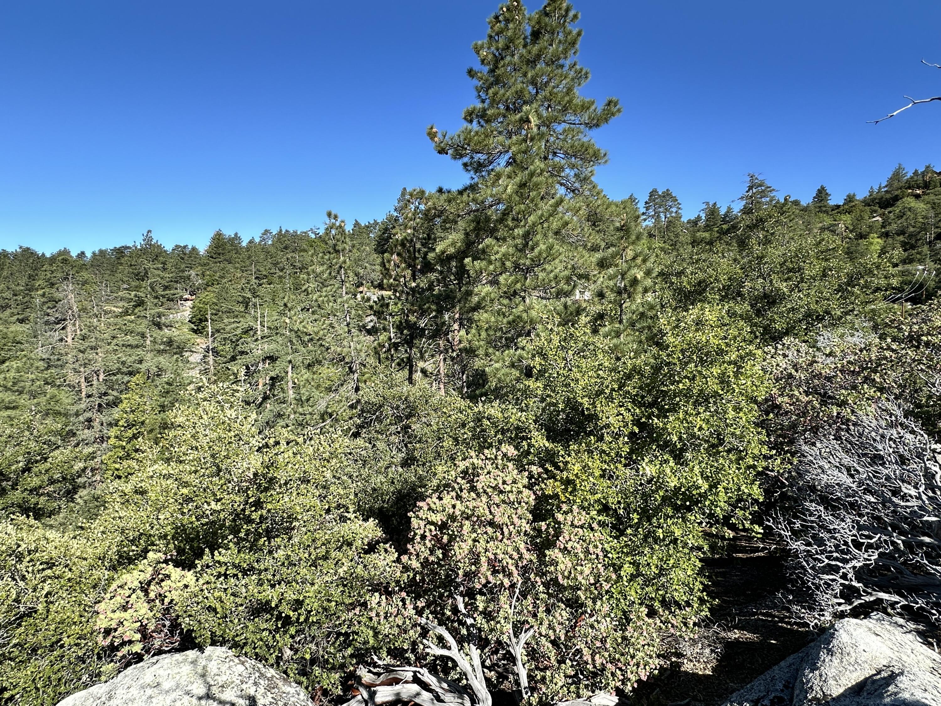 0 Mountain View Drive Idyllwild, CA 92549 - Photo 3 of 17 a view of a green field