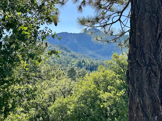 a view of a tree in a yard