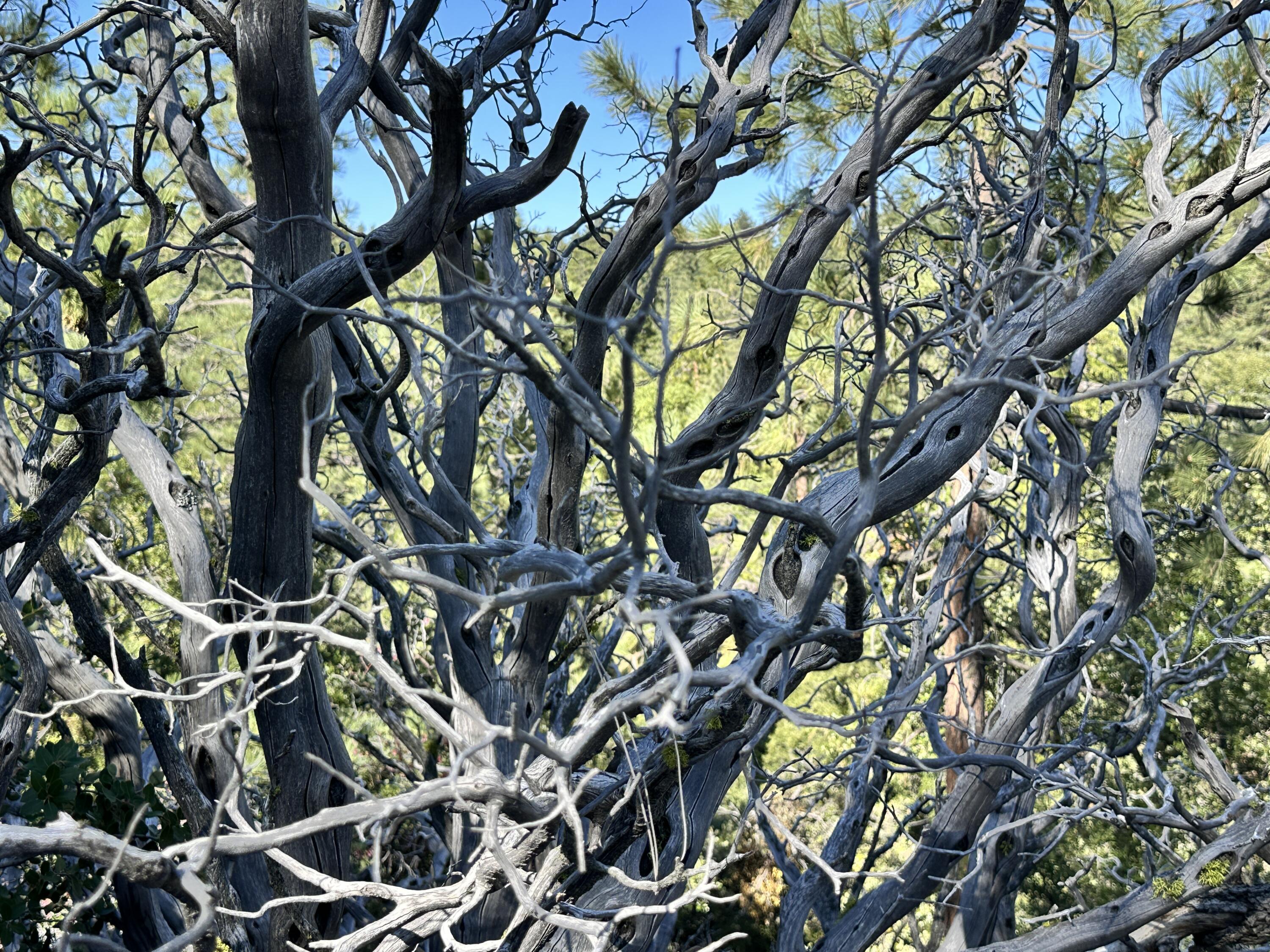 0 Mountain View Drive Idyllwild, CA 92549 - Photo 8 of 17 a backyard of a house with lots of tree